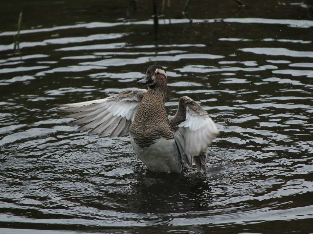 Photo of Garganey at 東京 by モカ