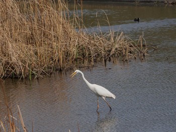 2020年3月28日(土) 境川遊水地公園の野鳥観察記録