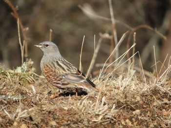 2020年2月22日(土) 奥多摩町の野鳥観察記録