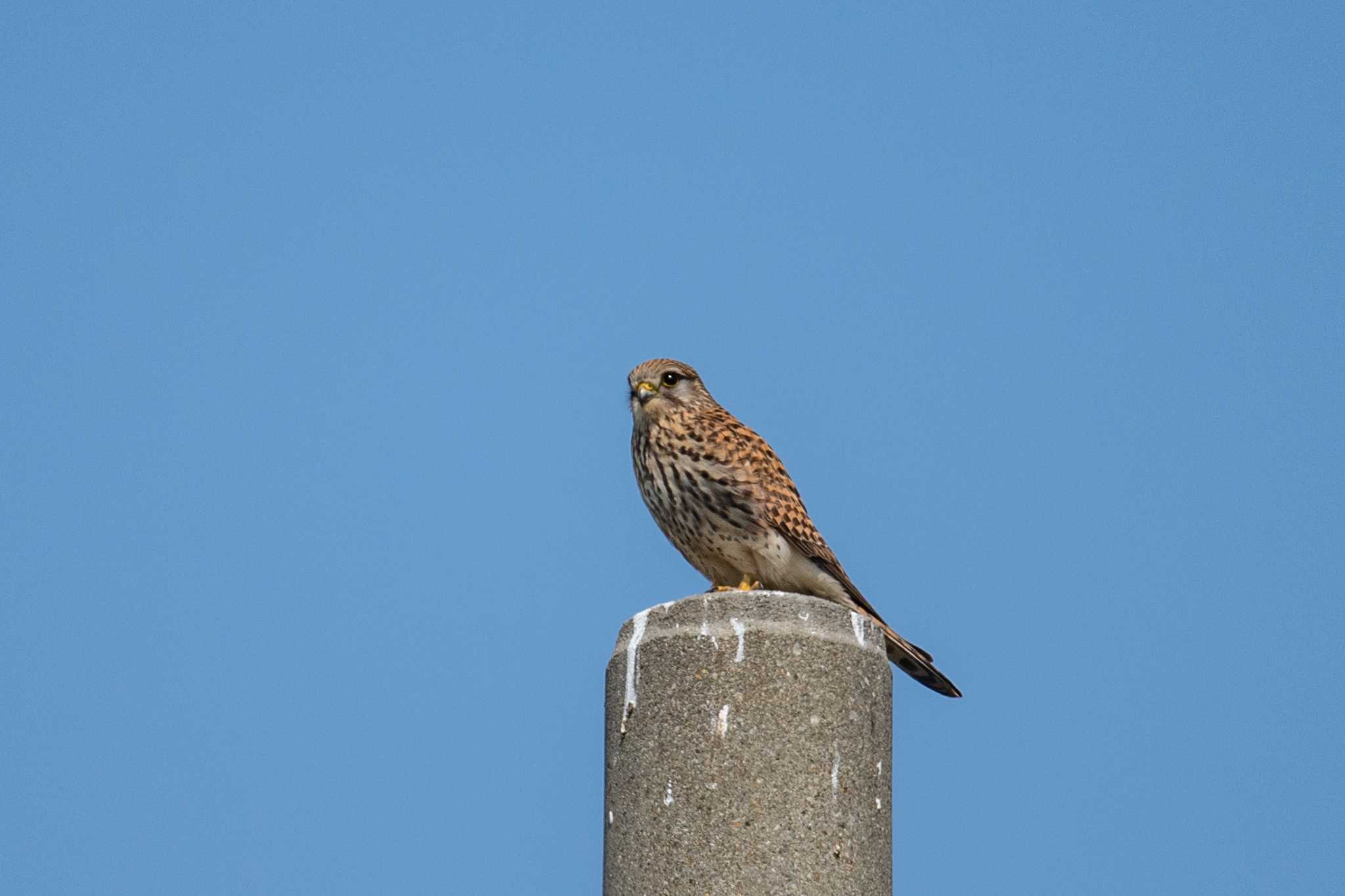 Photo of Common Kestrel at 皿池(明石市大久保町) by ときのたまお