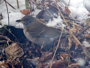 Pale Thrush 長野県軽井沢町 Mon, 3/30/2020