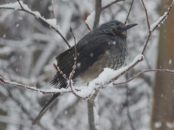 Brown-eared Bulbul 長野県軽井沢町 Mon, 3/30/2020