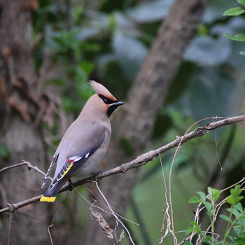 Bohemian Waxwing Akigase Park Mon, 3/23/2020