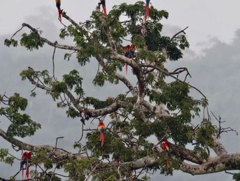 コンゴウインコ コスタリカ 2019年9月3日(火)