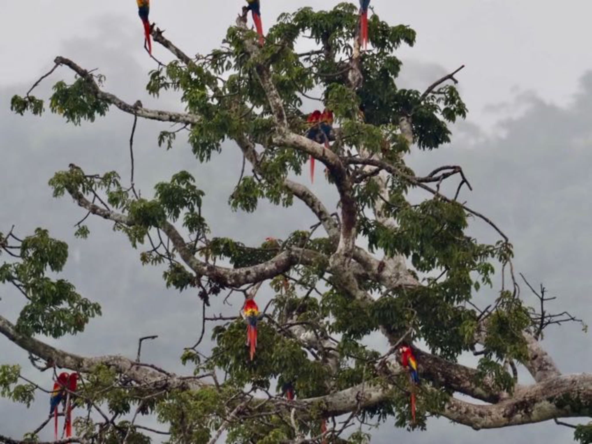 Scarlet Macaw