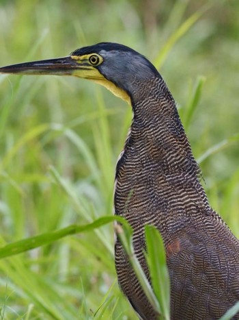 Fasciated Tiger Heron