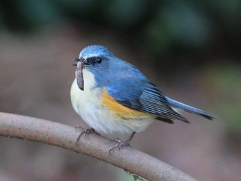 Red-flanked Bluetail Shinjuku Gyoen National Garden Unknown Date