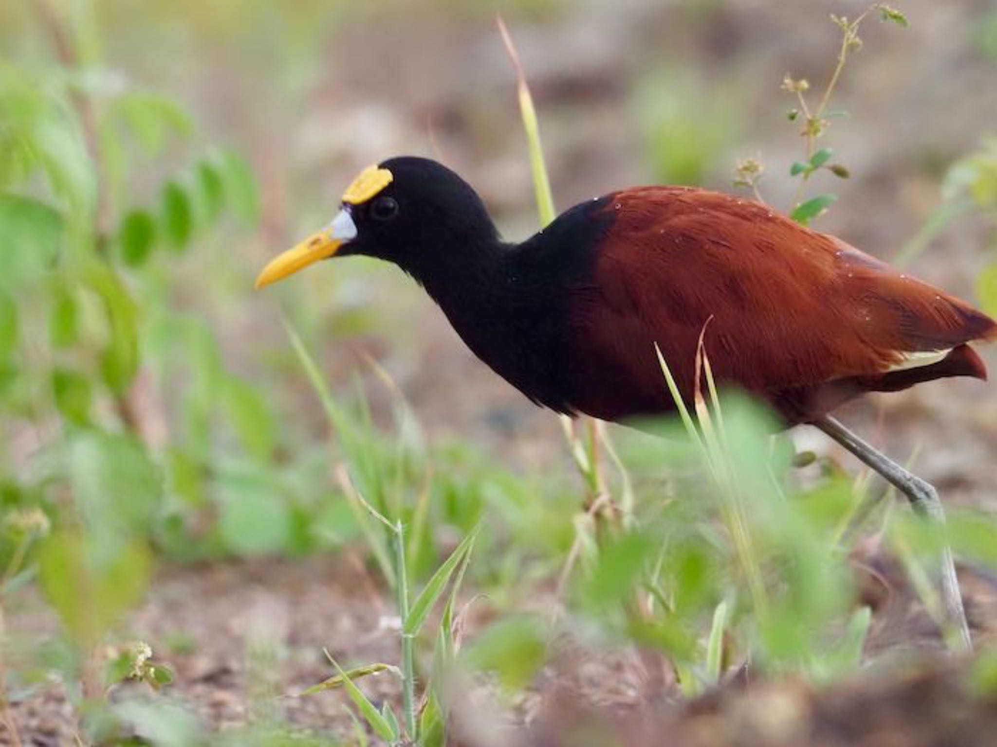 Northern Jacana