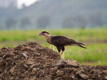 カンムリカラカラ コスタリカ 2019年9月3日(火)