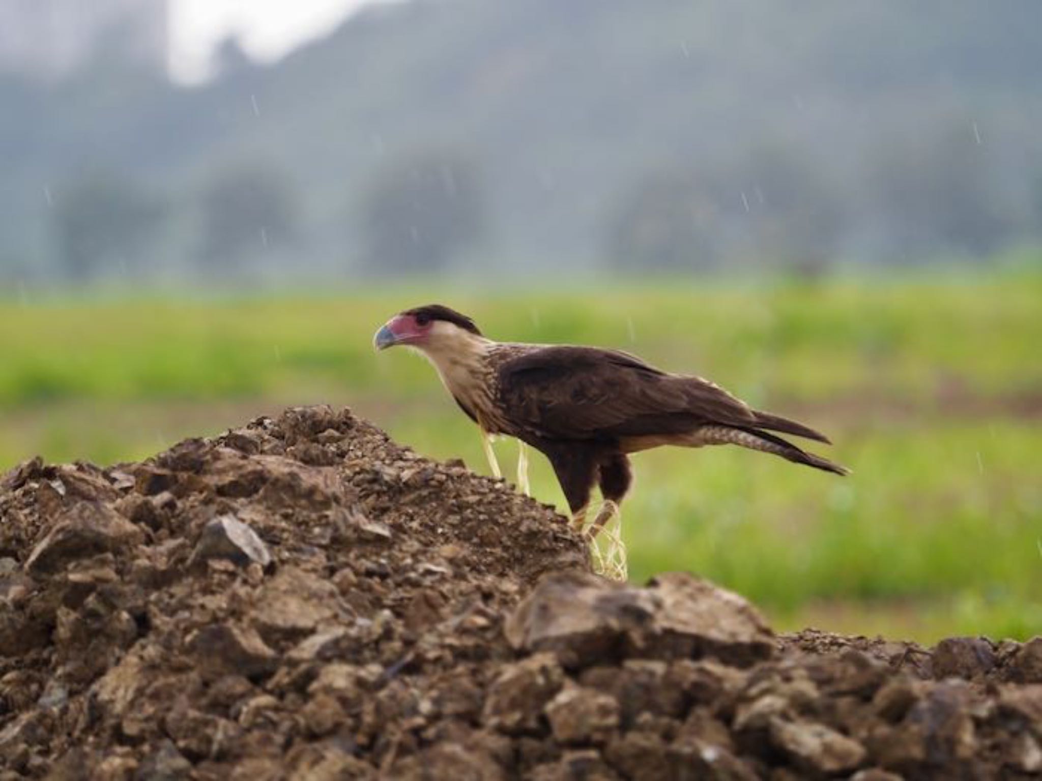 Northern Crested Caracara