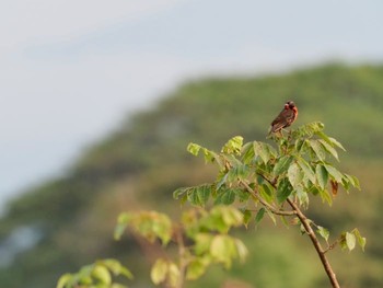 ムネアカマキバドリ