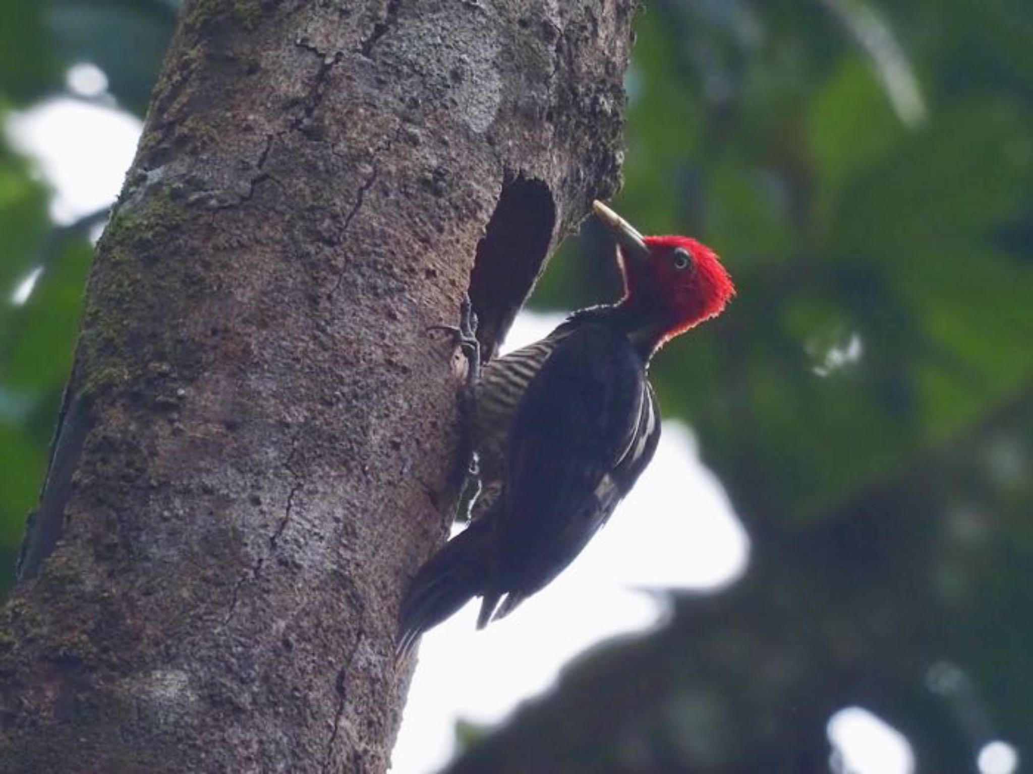 Photo of Pale-billed Woodpecker at コスタリカ by okamooo