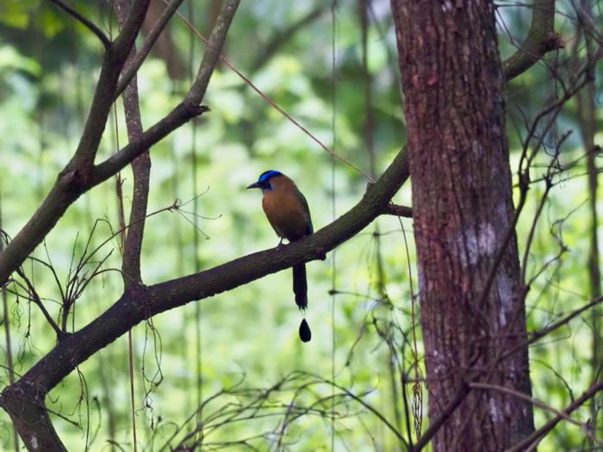 Turquoise-browed Motmot