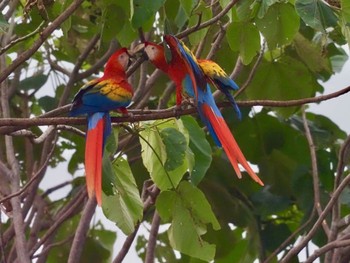 コンゴウインコ コスタリカ 2019年9月3日(火)