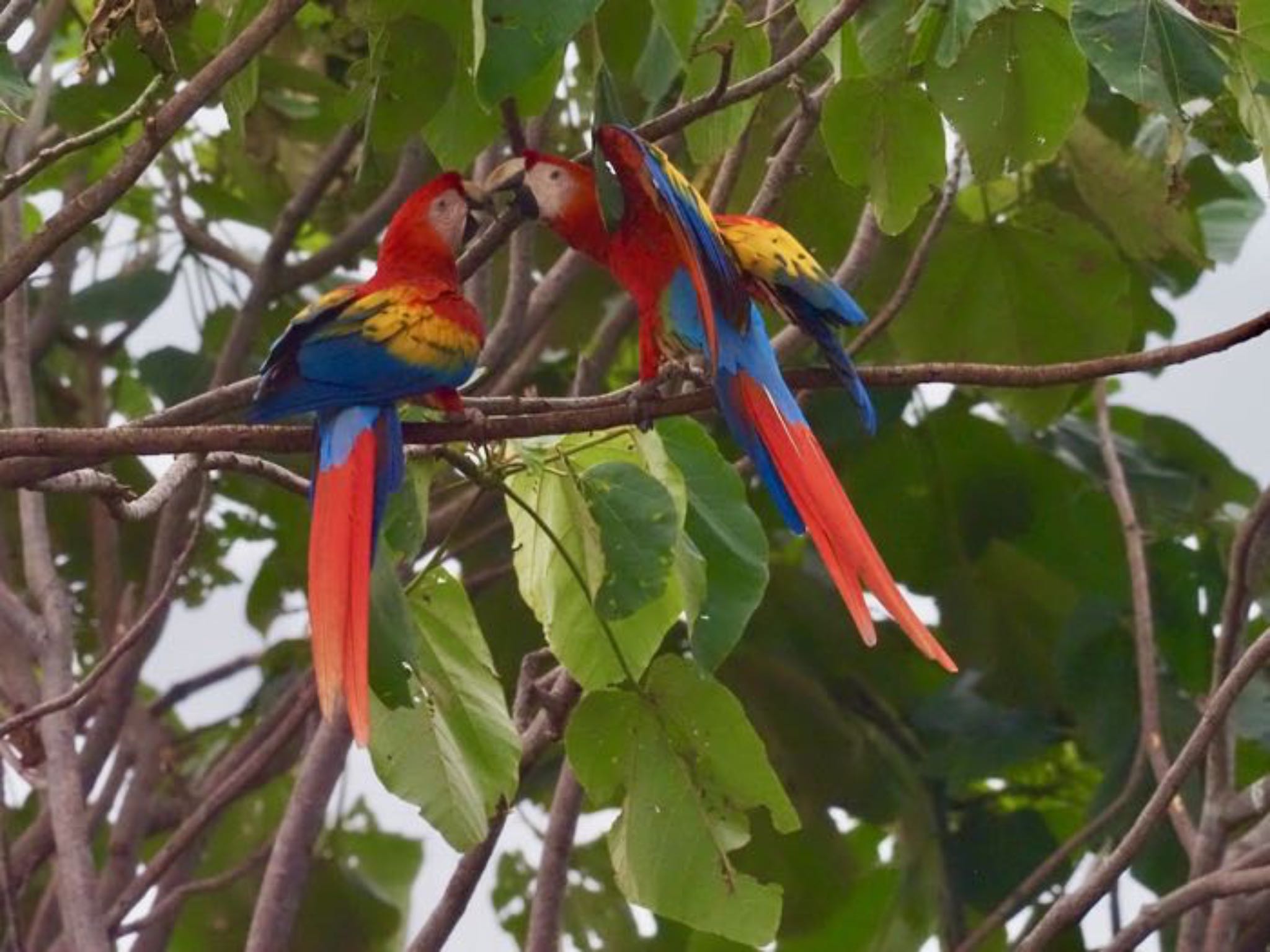 Scarlet Macaw