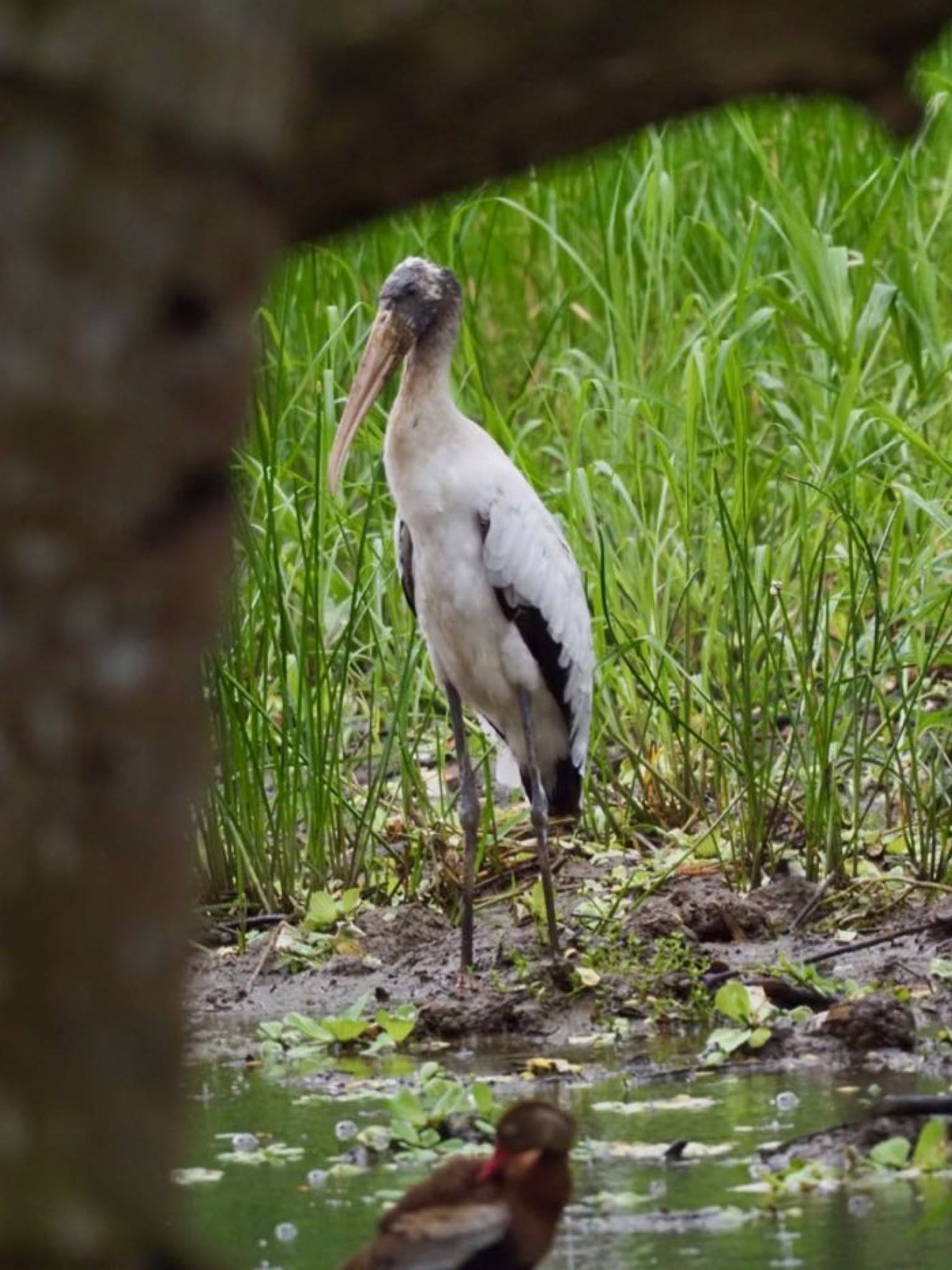 Wood Stork