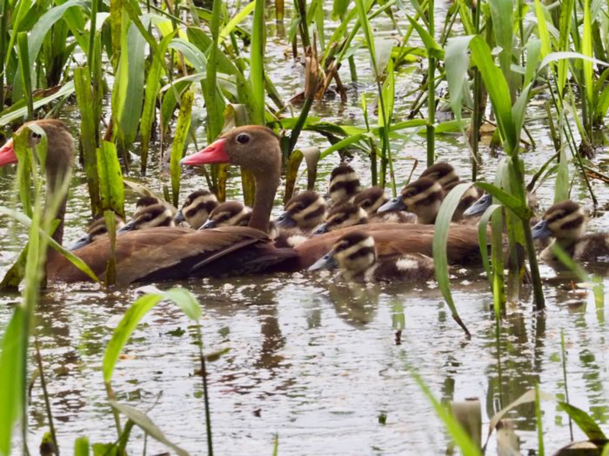 Photo of Black-bellied Whistling Duck at コスタリカ by okamooo