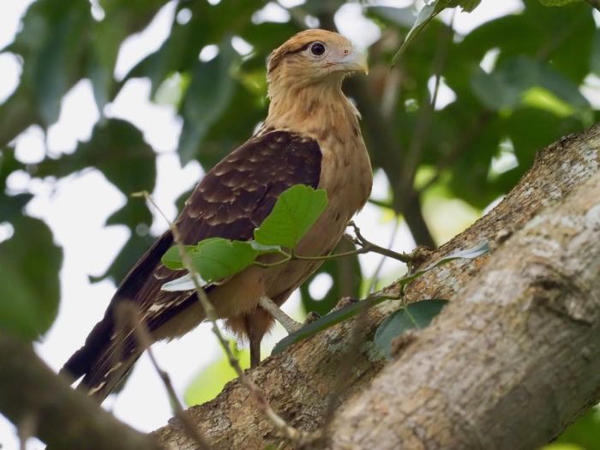 Northern Crested Caracara