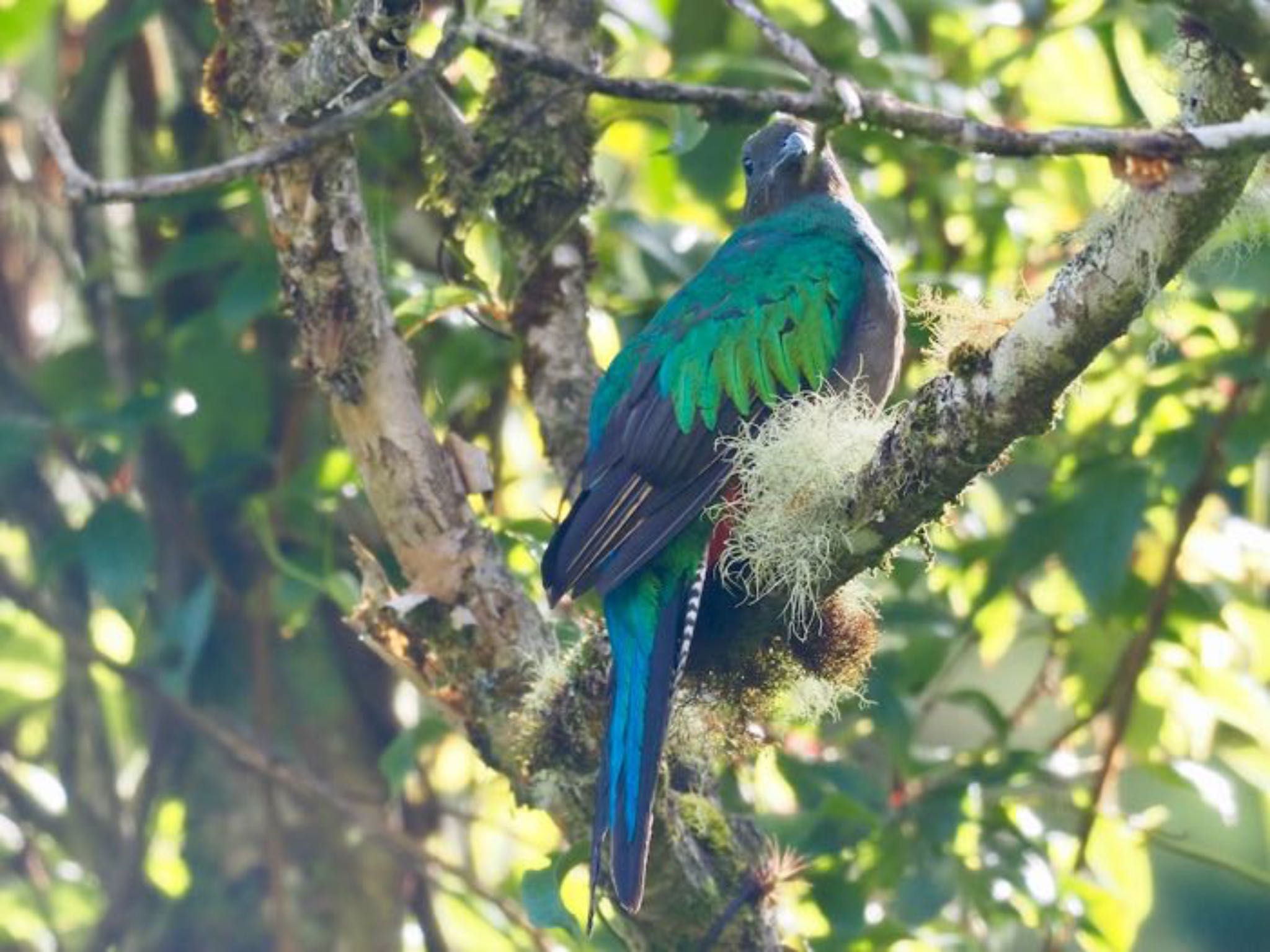 Resplendent Quetzal