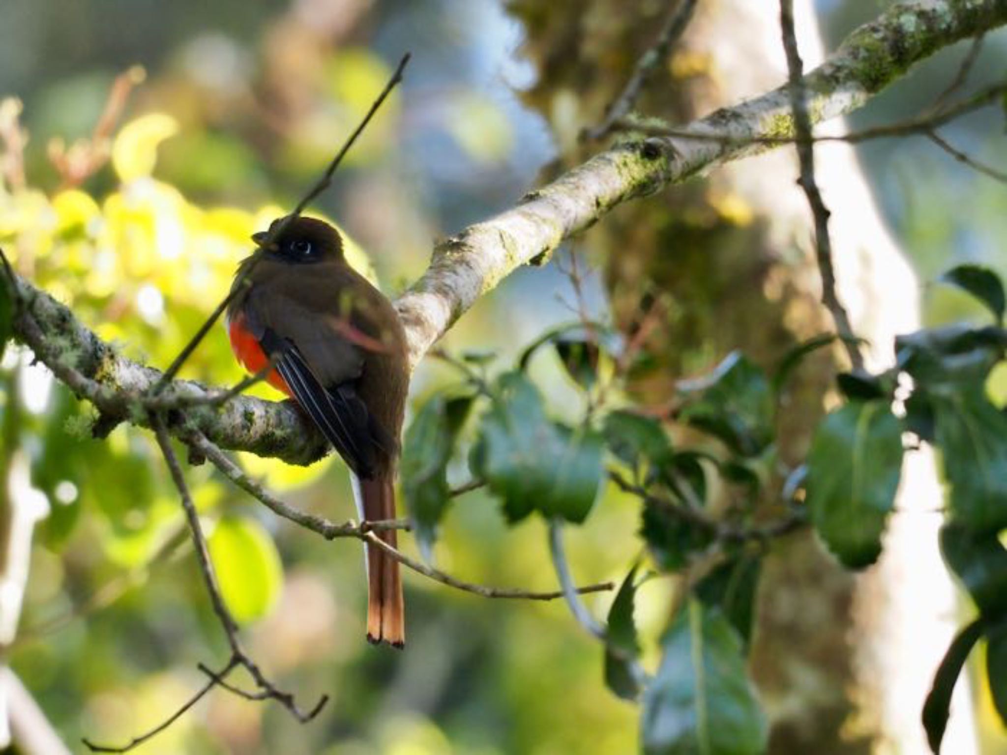 Collared Trogon