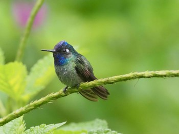 Violet-headed Hummingbird