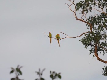 ヒワコンゴウインコ