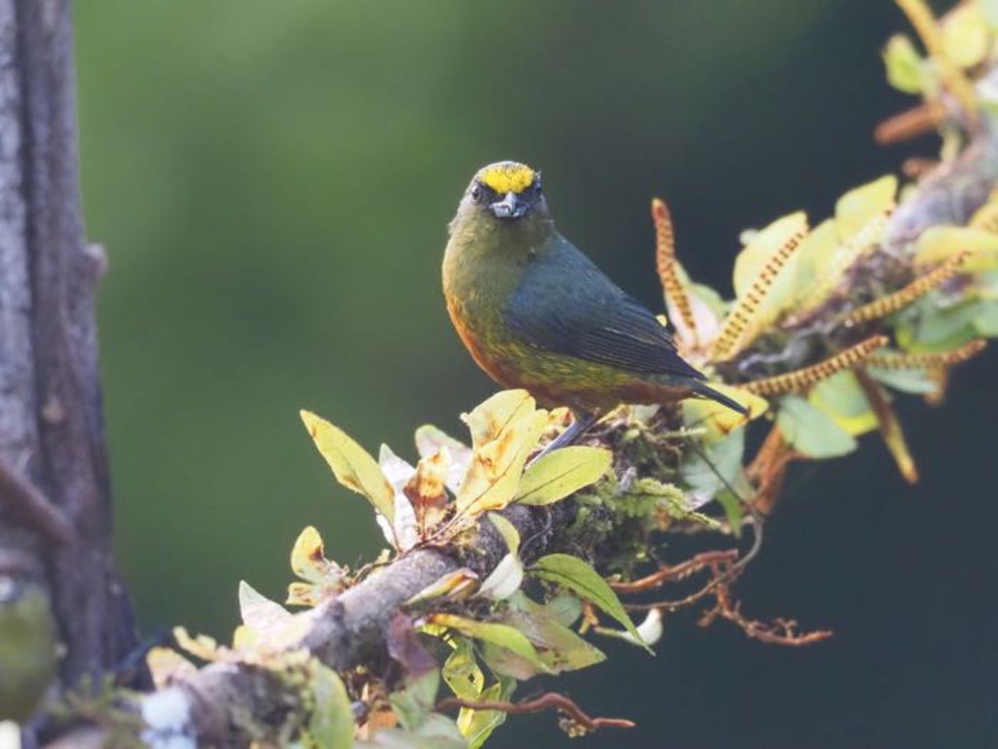 Olive-backed Euphonia