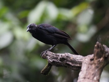 Great-tailed Grackle コスタリカ Tue, 9/3/2019