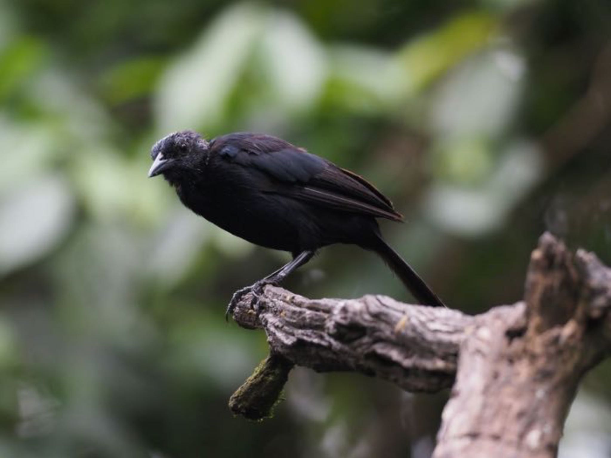 Photo of Great-tailed Grackle at コスタリカ by okamooo