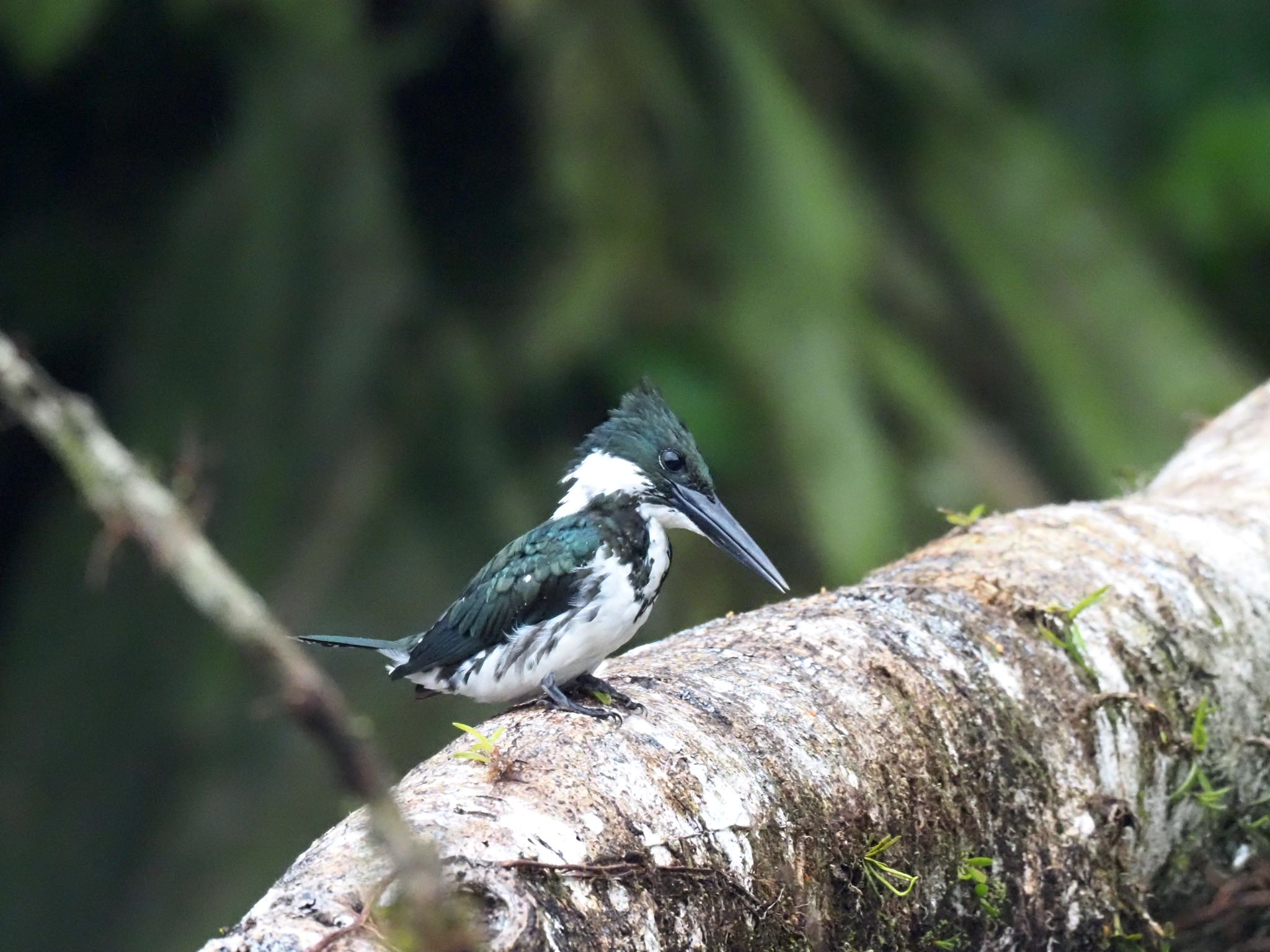 Photo of Amazon Kingfisher at コスタリカ by okamooo