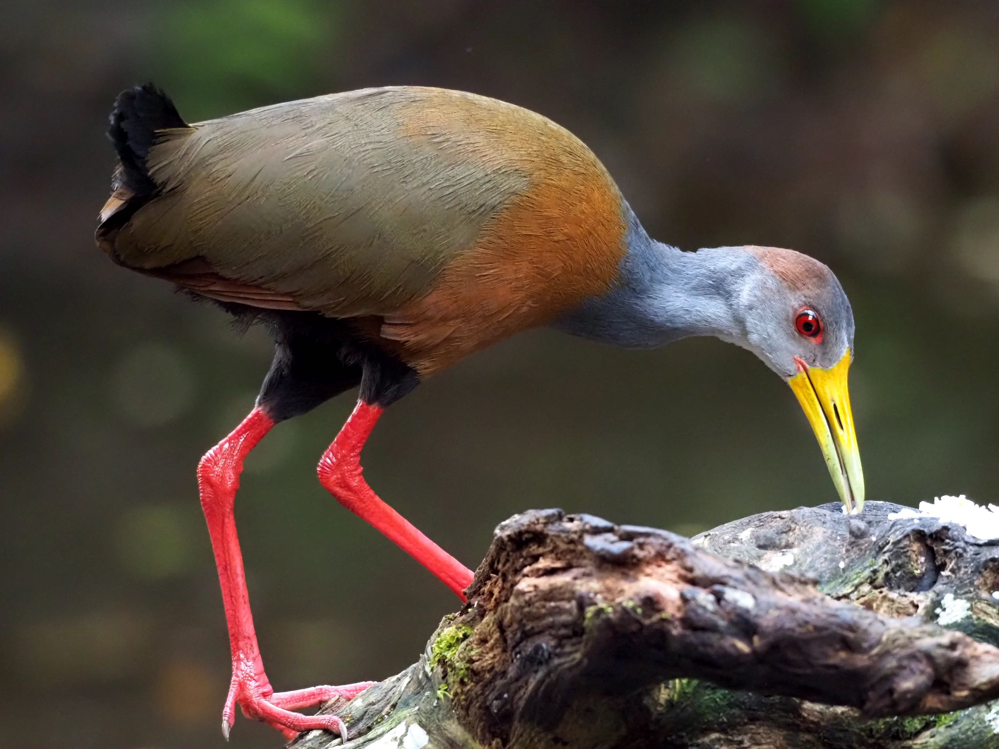 Grey-cowled Wood Rail