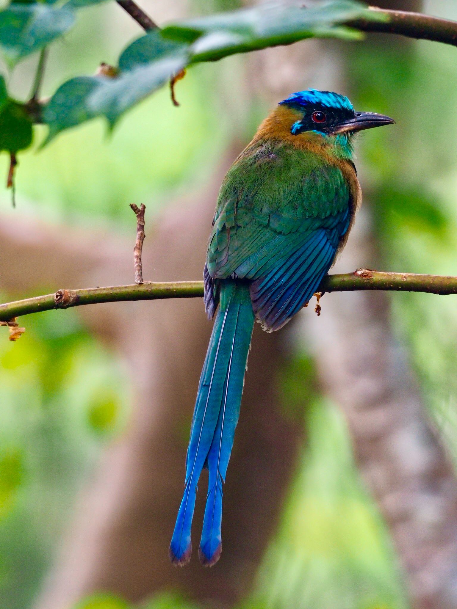 Turquoise-browed Motmot