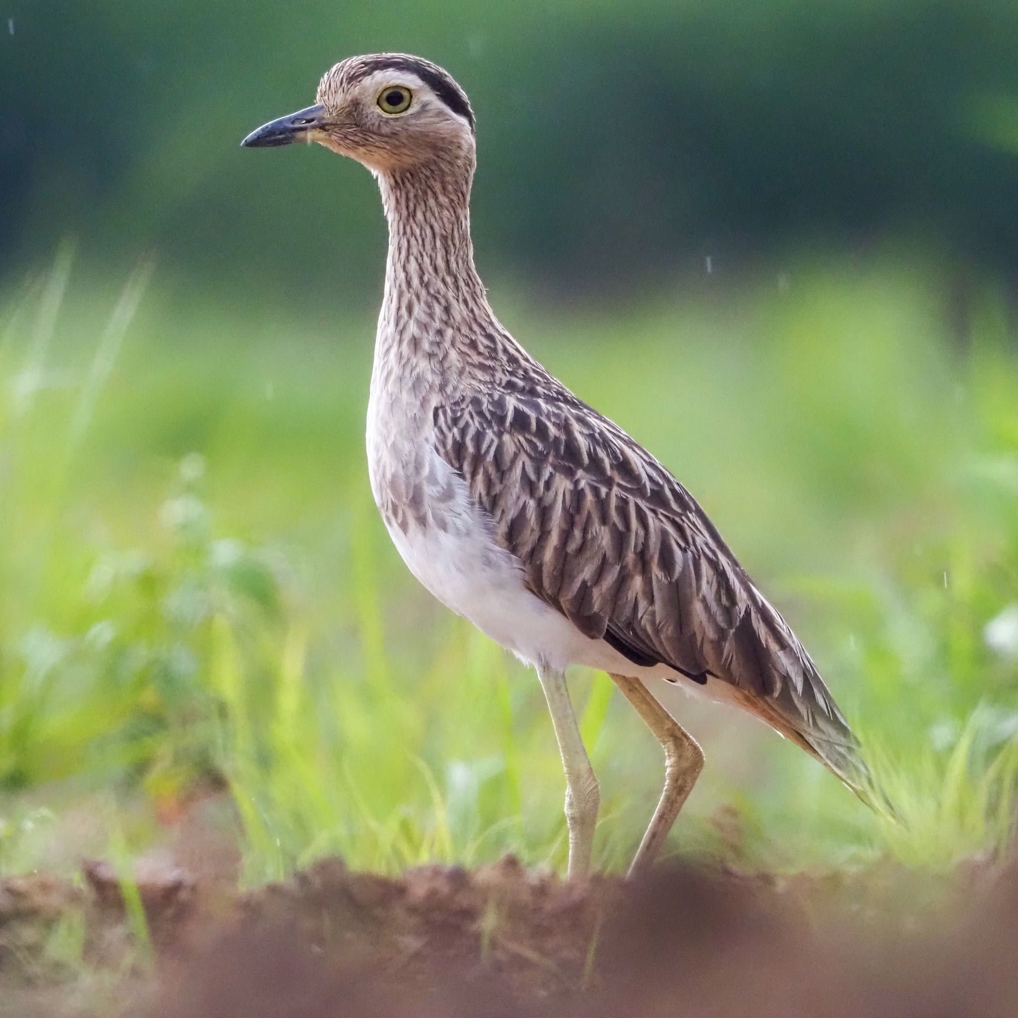 Photo of Double-striped Thick-knee at コスタリカ by okamooo