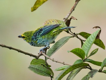 Speckled Tanager