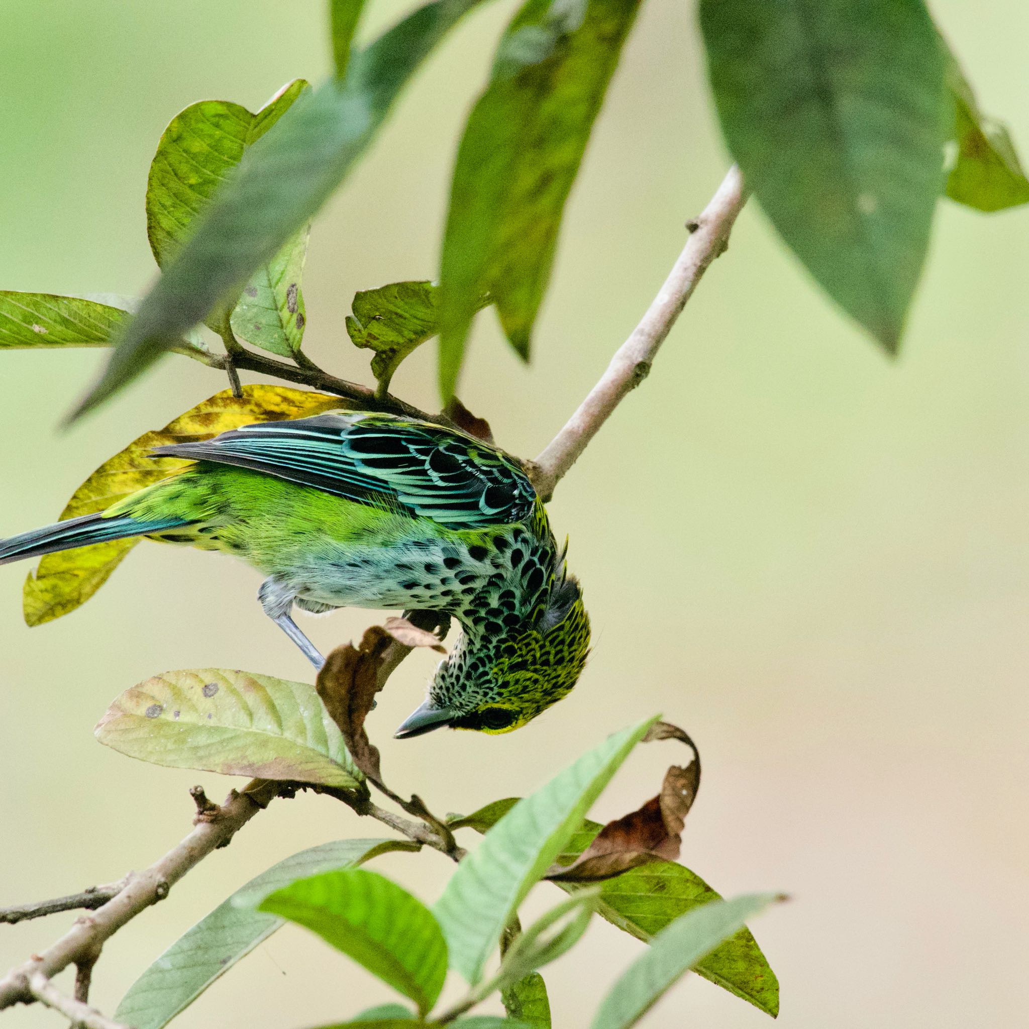 Speckled Tanager