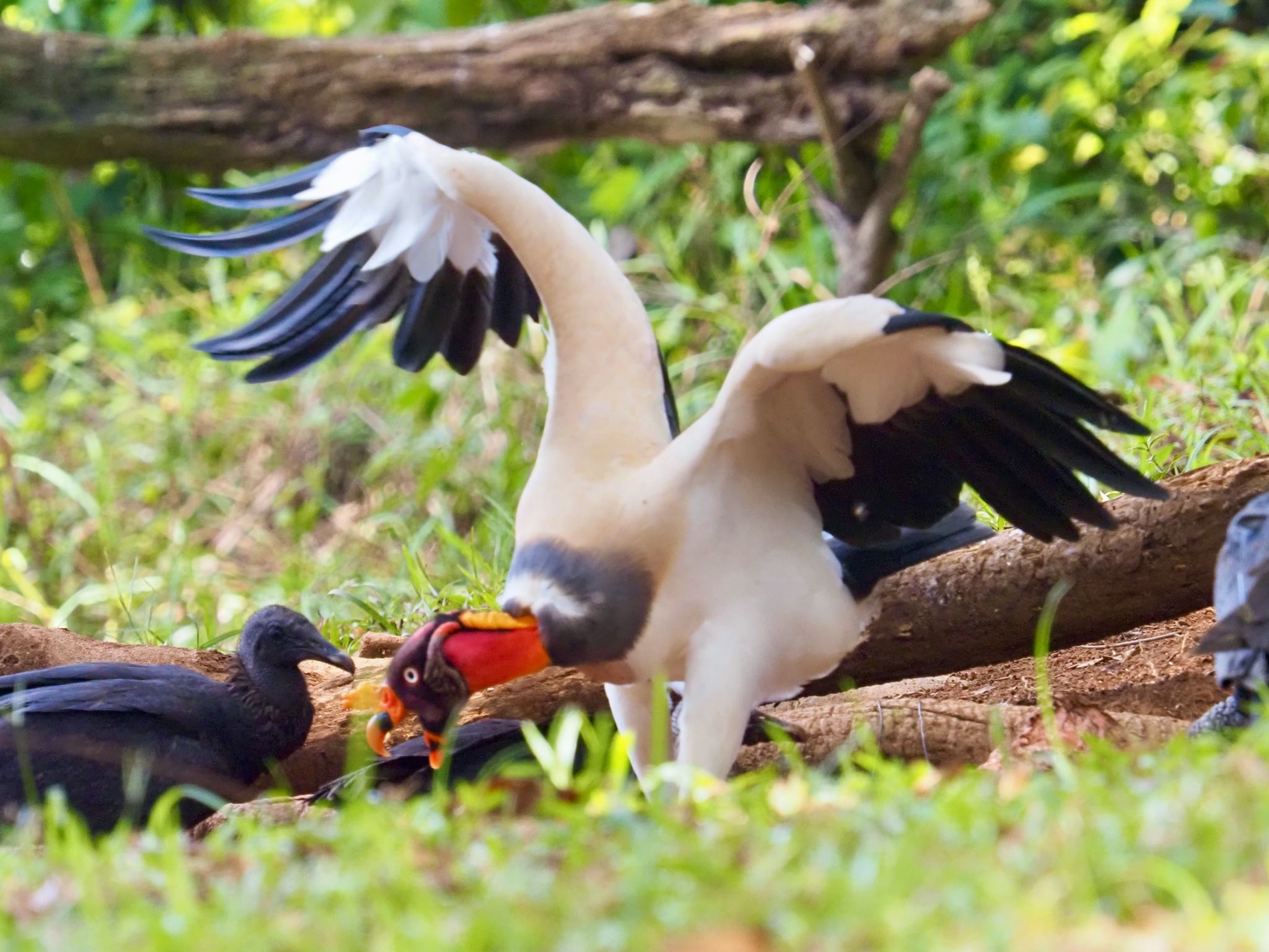 King Vulture