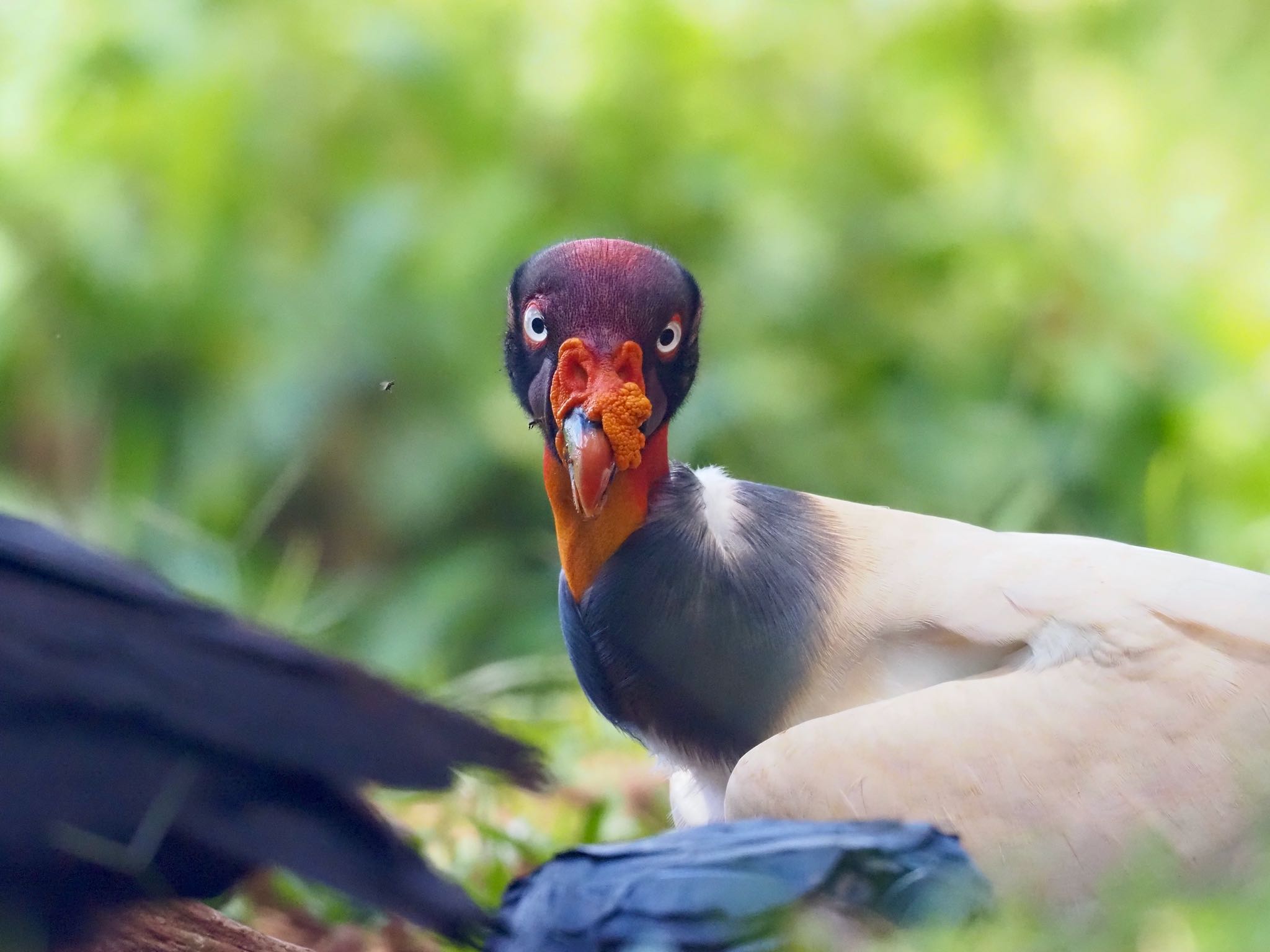 Photo of King Vulture at コスタリカ by okamooo