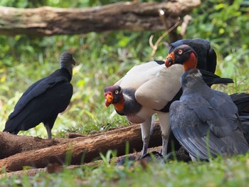 Black Vulture コスタリカ Tue, 9/3/2019