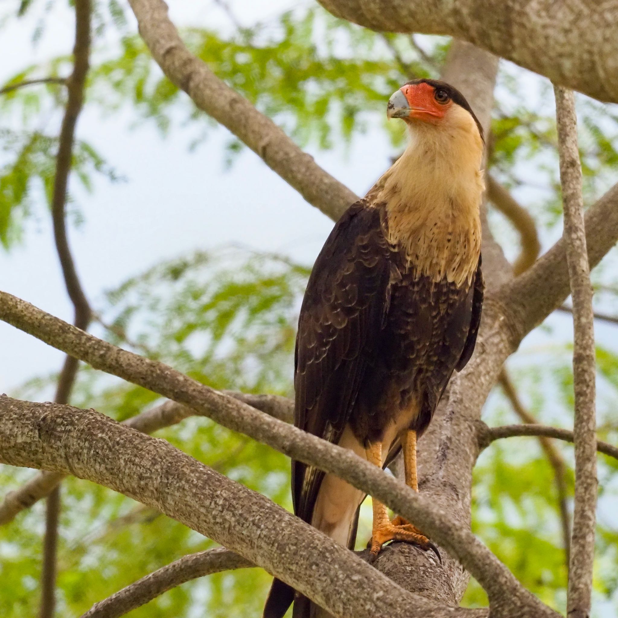 Northern Crested Caracara