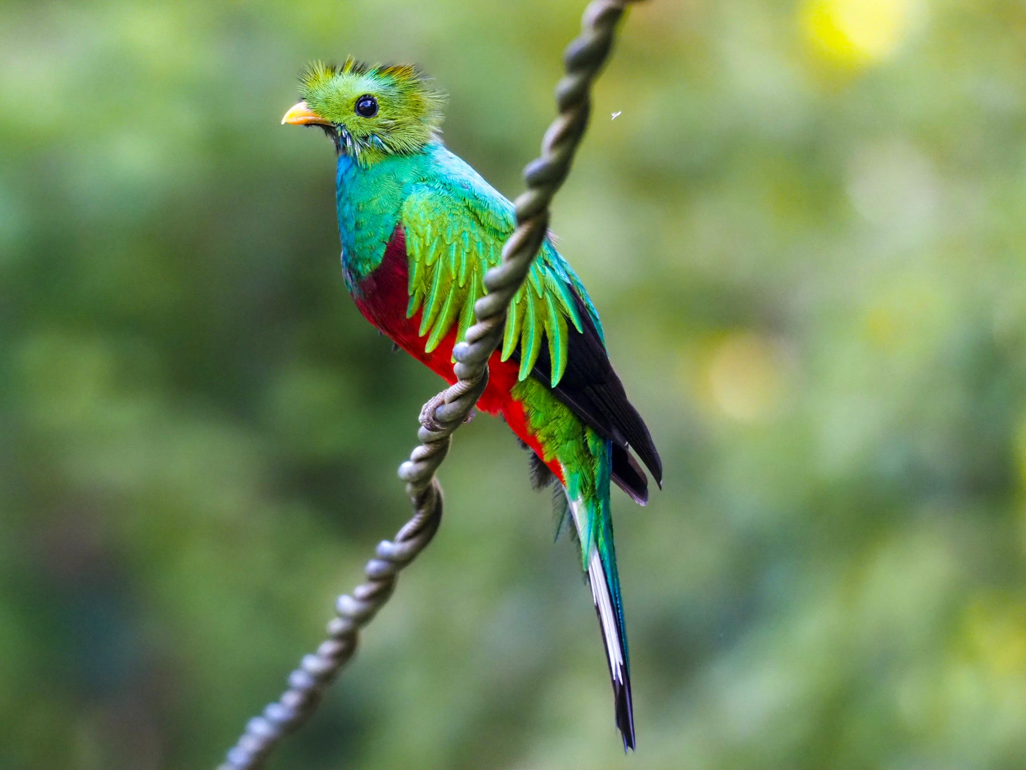 Photo of Resplendent Quetzal at コスタリカ by okamooo