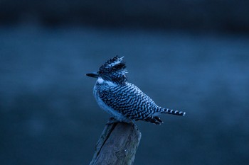 Crested Kingfisher 神奈川　湖 Thu, 3/10/2016