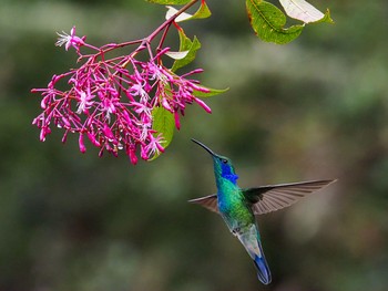 Mexican Violetear コスタリカ Tue, 9/3/2019