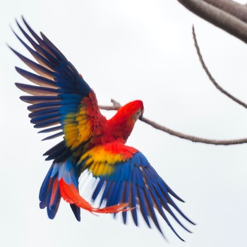 コンゴウインコ コスタリカ 2019年9月3日(火)