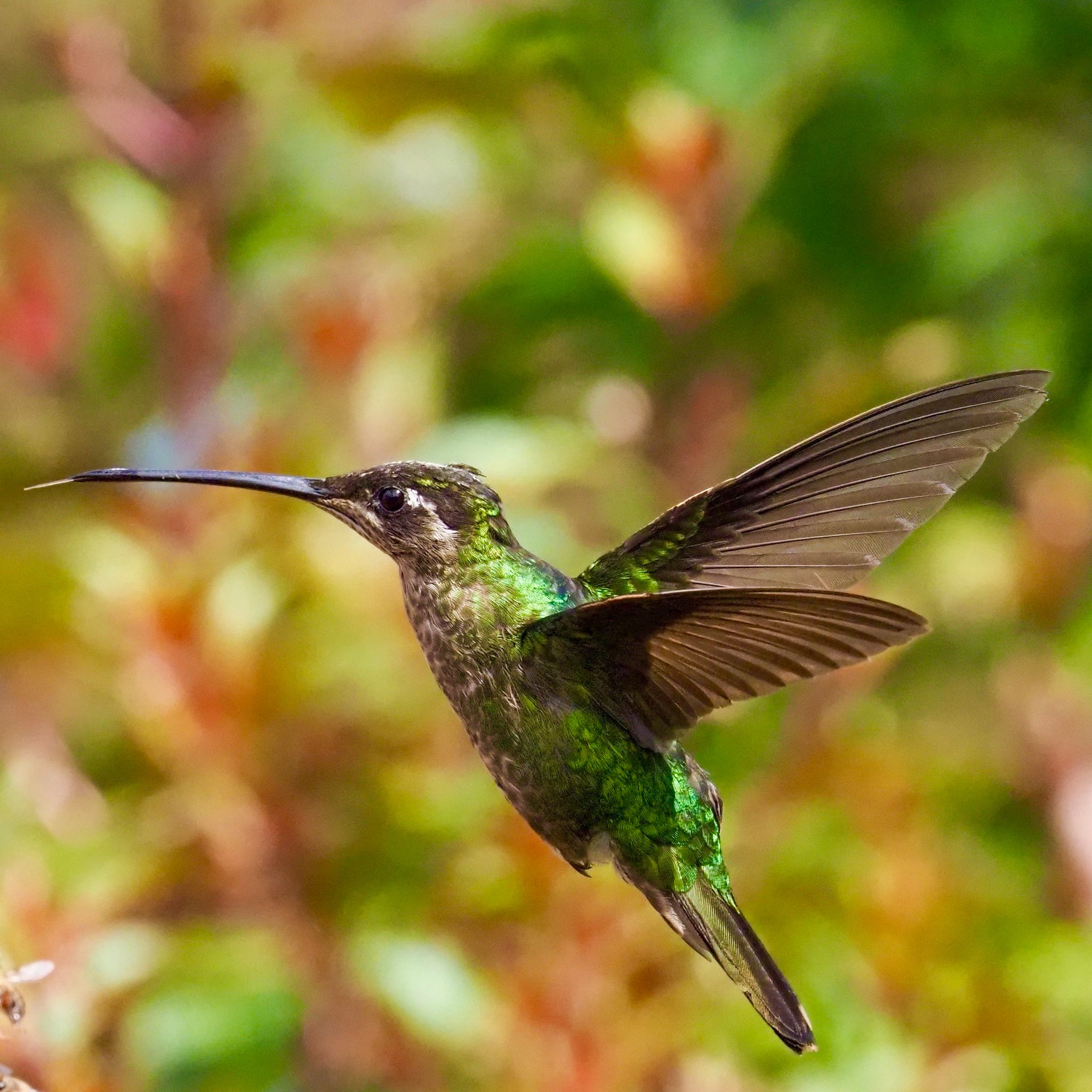 Photo of White-throated Mountaingem at  by okamooo