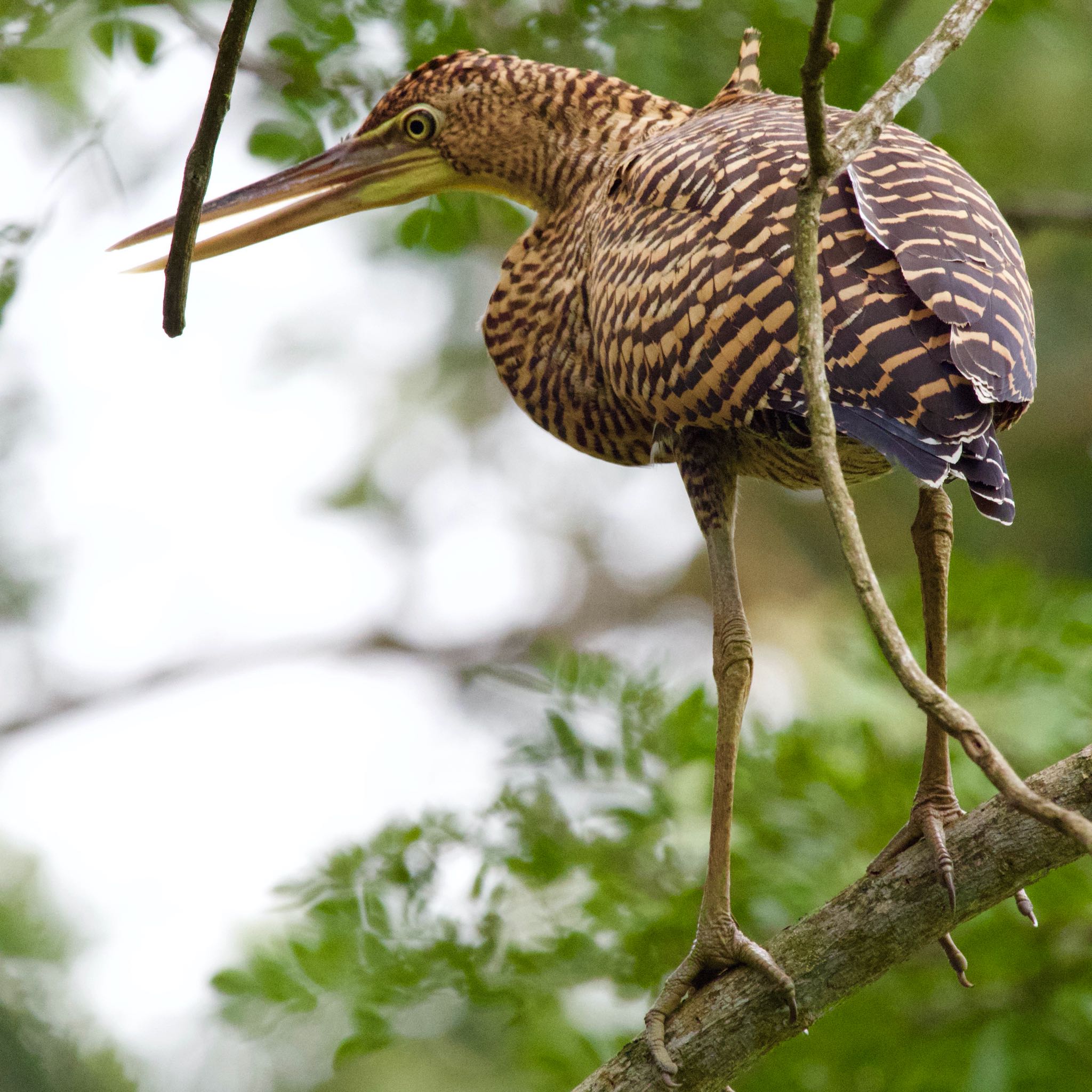 Fasciated Tiger Heron