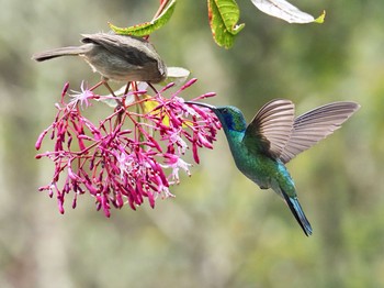 Mexican Violetear コスタリカ Tue, 9/3/2019