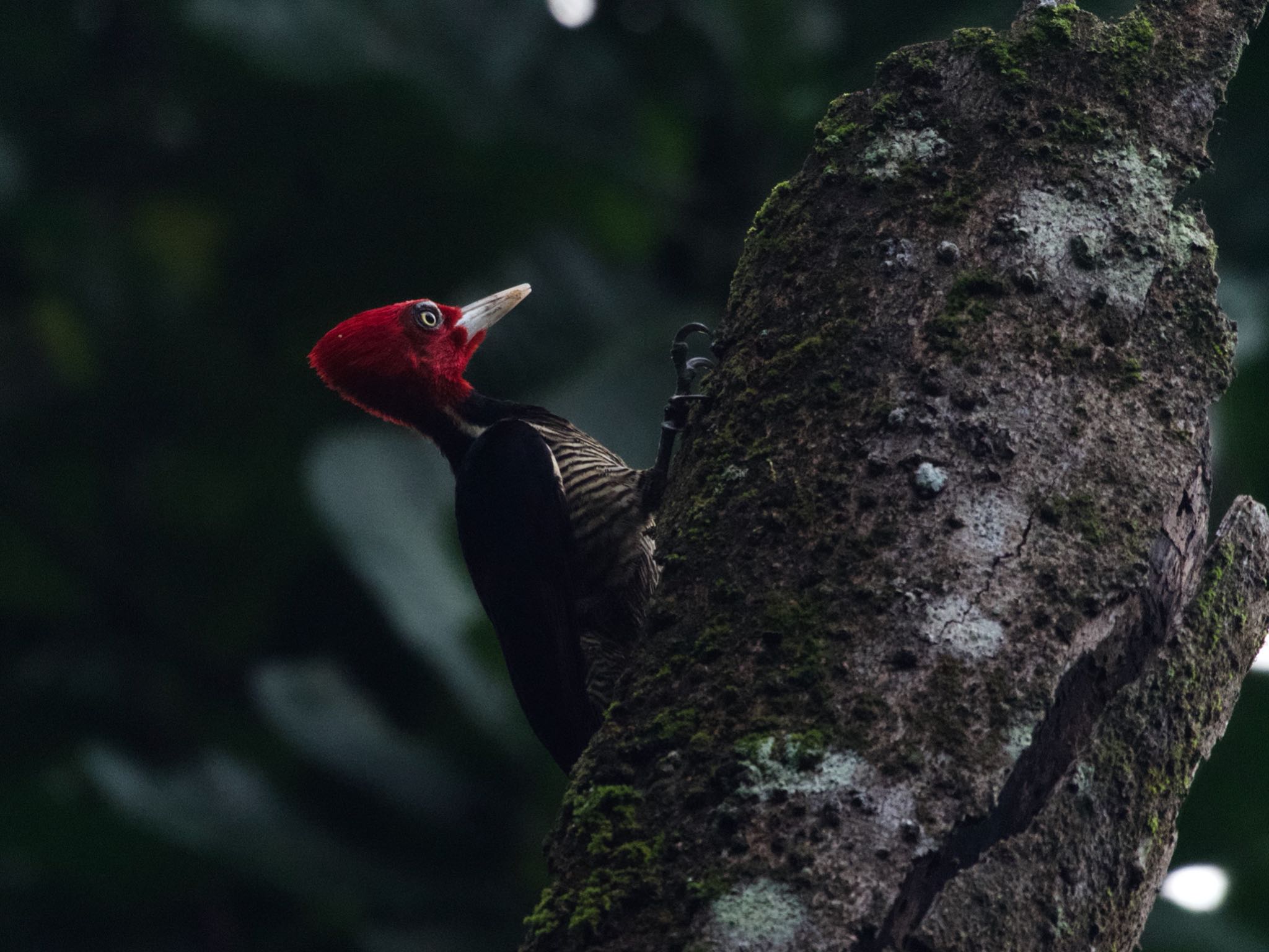 Photo of Pale-billed Woodpecker at コスタリカ by okamooo