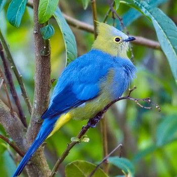 Long-tailed Silky-flycatcher