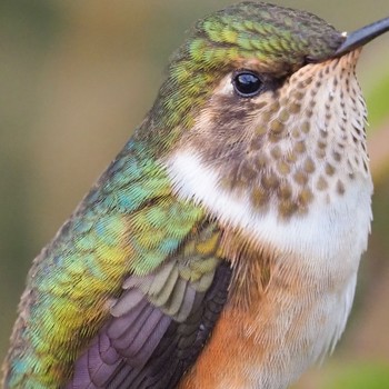 Vervain Hummingbird