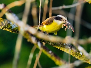 Boat-billed Flycatcher